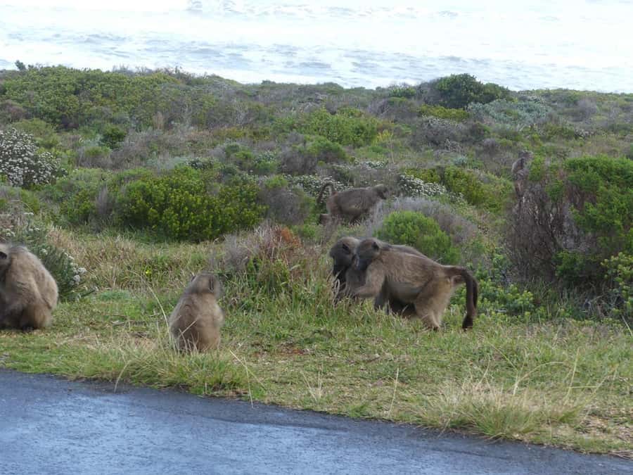 Group Tour of Cape of Good Hope and Boulders Beach Penguins - Pickup, route flow, and stop timing (so you don’t feel rushed)