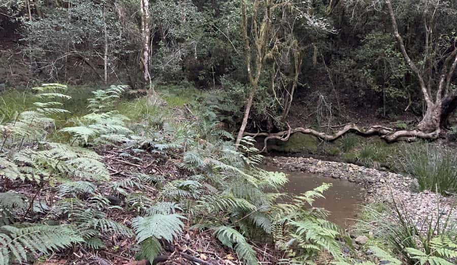Guided Wildlife Tour and Forest Walk with Lunch Platter - Tenikwa Wildlife Center: what you’re really buying for $63