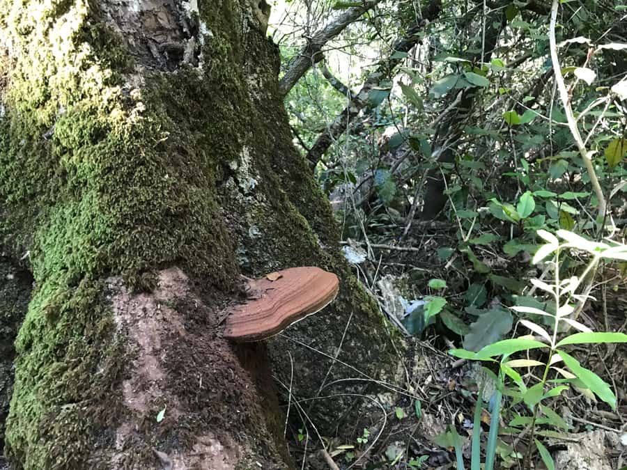 Guided Wildlife Tour and Forest Walk with Lunch Platter - Tsitsikamma forest walk: logging history, orchids, ferns, and birds