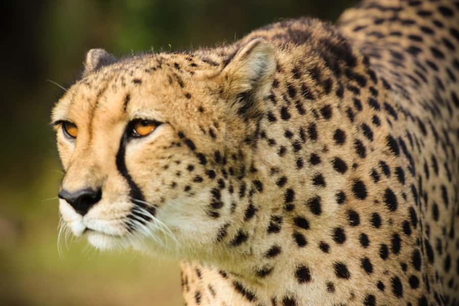 Guided Wildlife Tour and Forest Walk with Lunch Platter - Wildlife tour with the white lion: how cat viewing works here