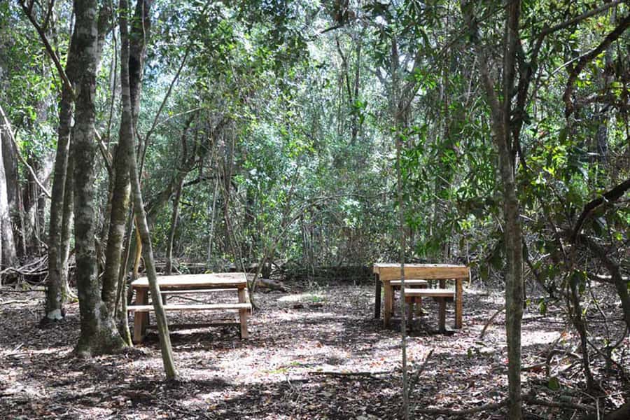 Guided Wildlife Tour and Forest Walk with Lunch Platter - Getting there from Plettenberg Bay and why it helps to drive