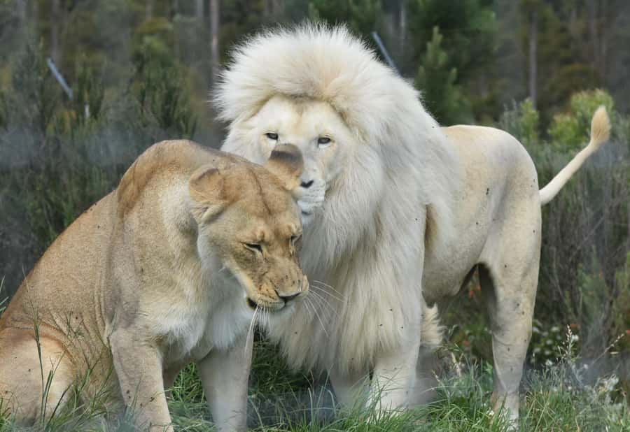Guided Wildlife Tour and Forest Walk with Lunch Platter - Is it worth it for photos and wildlife lovers?