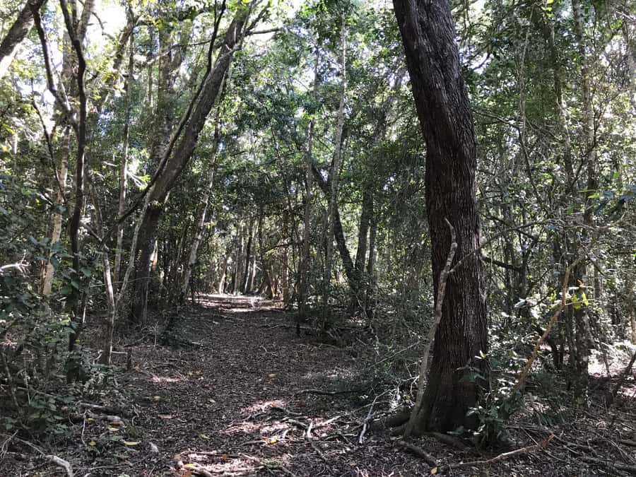 Guided Wildlife Tour and Forest Walk with Lunch Platter - The 4-hour flow: how the day stays paced and practical