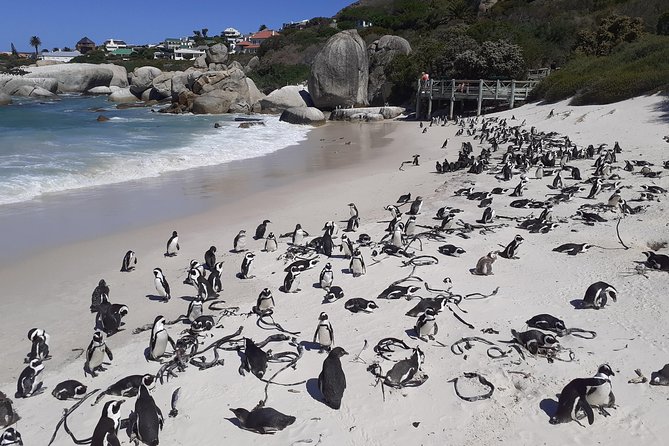 Half day African Penguin Tour - Simon’s Town to Kalk Bay: ports, seafood vibes, and mid-1800s streets
