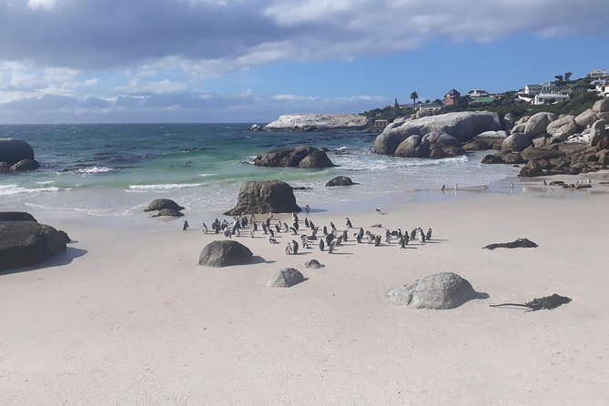 Half day African Penguin Tour - The comfortable pickup and easy start you’ll feel immediately