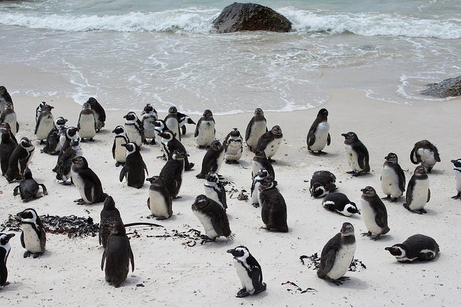 Half Day Boulders Penguins and Cape Point Small Group Tour - Why This Half-Day Cape Town Loop Works So Well