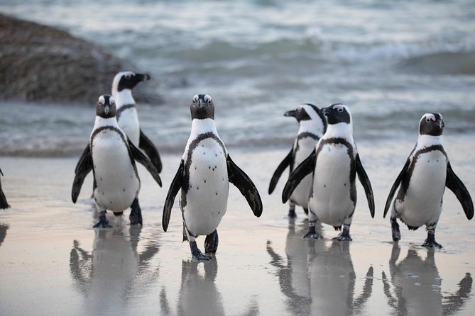 Half Day Boulders Penguins and Cape Point Small Group Tour - Cape Point Lighthouse Area: Hike Option, Currents Fact, and Views