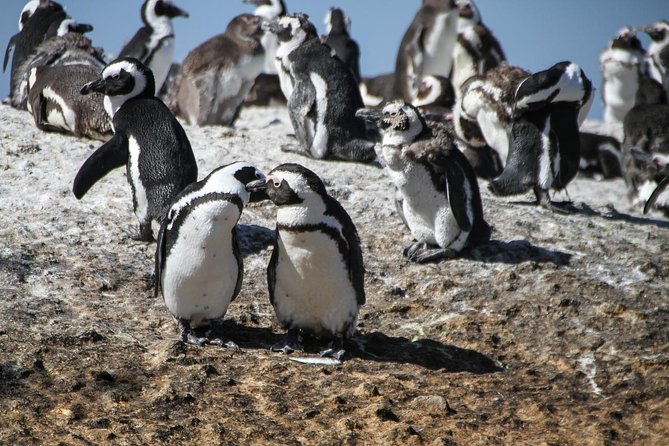 Half Day Boulders Penguins and Cape Point Small Group Tour - Price and Logistics: What $44 Really Buys