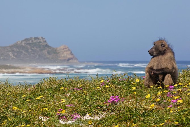 Half day Cape Point Sightseeing Tour with Penguins from Cape Town - The Chapmans Peak Road Drive: Scenic, But Not Just for Photos