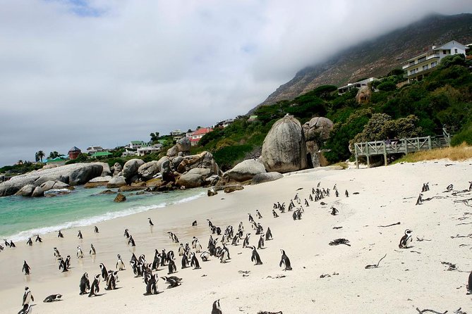 Half day Cape Point Sightseeing Tour with Penguins from Cape Town - Boulders Beach Penguin Colony: Optional Timing and What to Know