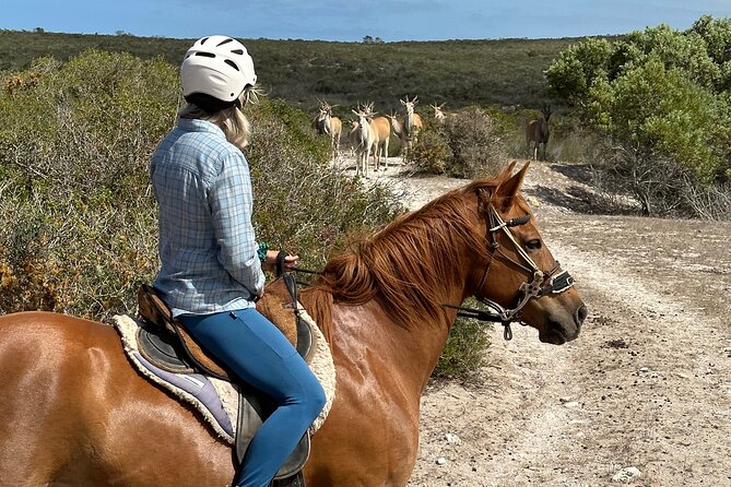 Half day Horse back safari - Why this West Coast horse safari feels worth the time