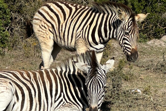 Half day Horse back safari - The 4-hour flow: what happens from start to finish