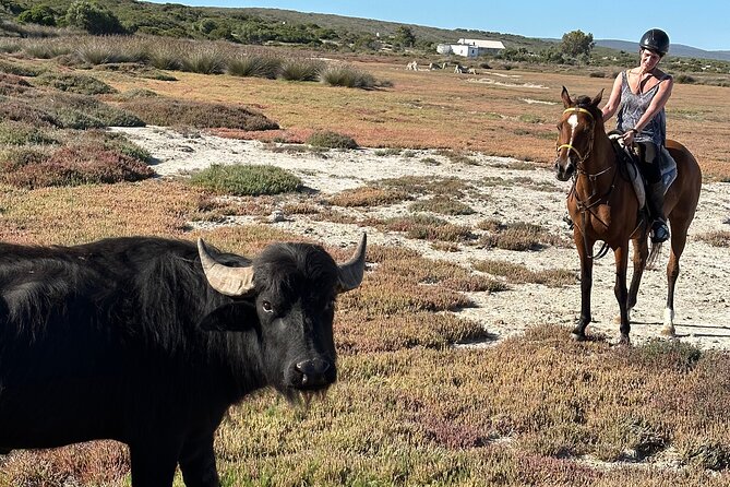 Half day Horse back safari - Wildlife sightings: what you might spot from horseback