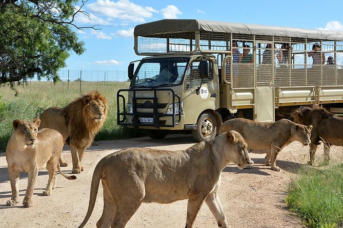 Half Day Lion Park tour from Johannesburg or Pretoria - Key things you’ll notice right away
