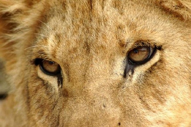 Half Day Lion Park tour from Johannesburg or Pretoria - Why this half-day Lion Park tour works so well