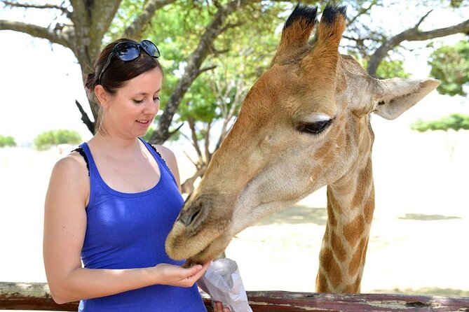 Half Day Lion Park tour from Johannesburg or Pretoria - Main centre time: cubs, rest breaks, and a more relaxed rhythm
