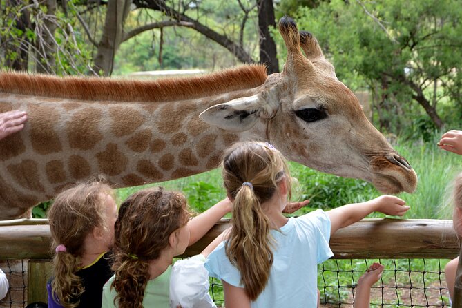 Half Day Lion Park tour from Johannesburg or Pretoria - The shopping stop at 5 Dome: where the time goes