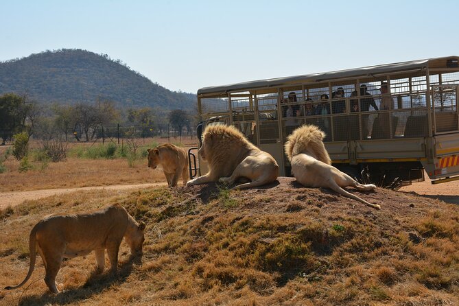 Half Day Lion Park tour from Johannesburg or Pretoria - White lions and predator viewing: what you can hope to see