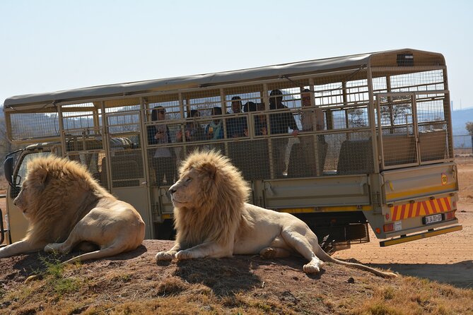 Half Day Lion Park tour from Johannesburg or Pretoria - Guides that make the difference, from Carson to Dusty