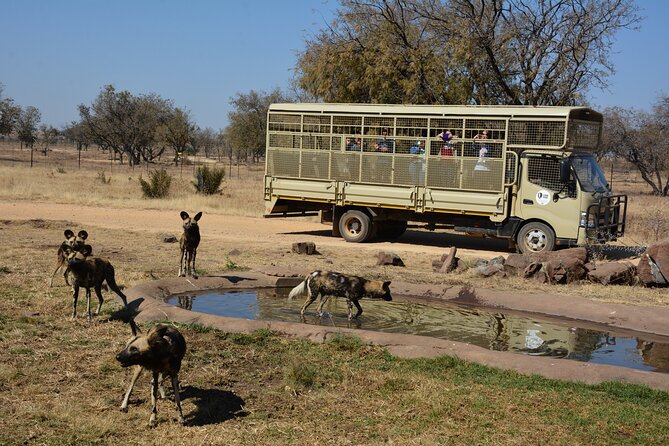 Half Day Lion Park tour from Johannesburg or Pretoria - Comfort, group size, and the part you might not think about