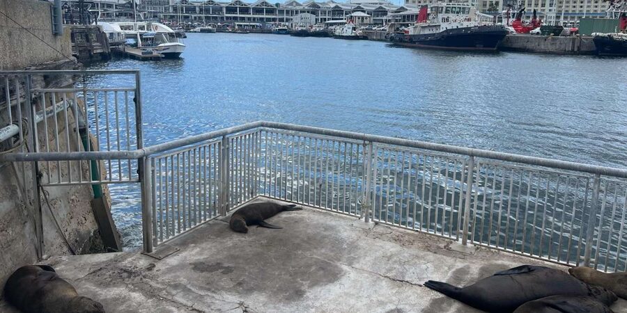 Half Day Robben Island including Tickets and Transfers Tour - The ferry ride and the coast views that set the tone