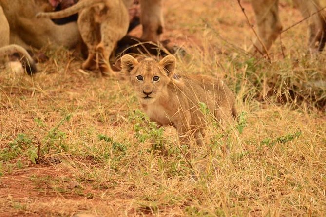 Half day safari from johannesburg - Key highlights you will actually feel on this safari