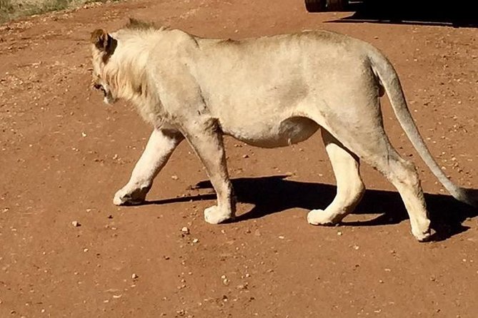Half day safari from johannesburg - The real star is Dinokeng Game Reserve, not the length of the drive