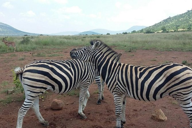 Half day safari from johannesburg - What a 3-hour safari drive really means for your expectations