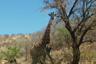 Half day safari from johannesburg