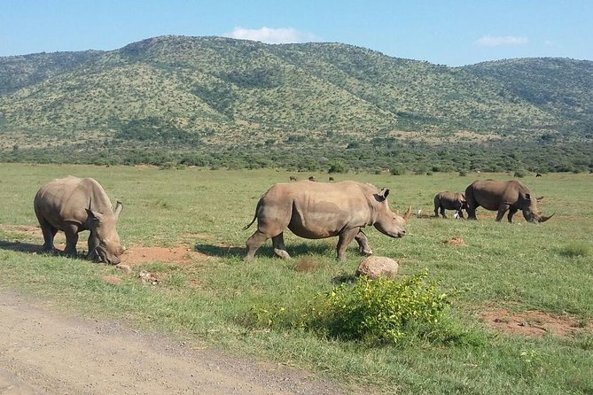 Half day safari from johannesburg - Vehicle comfort: air-conditioning is listed, but check it anyway