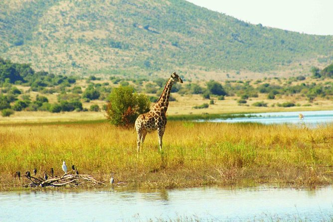 Half day safari from johannesburg - Price and value: is $162.92 per person worth it?