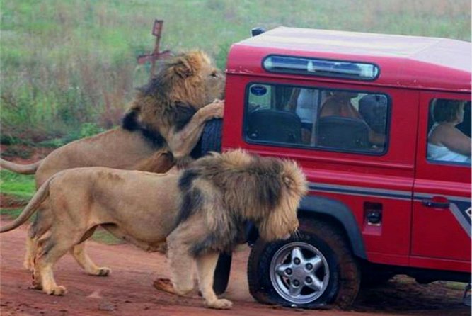 Half Day Safari Tour from Durban - Natal Lion Park: elephants first, then the pride of lions