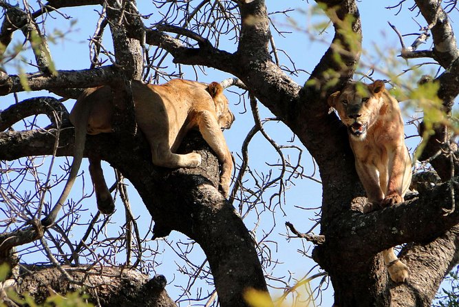 Half Day Safari Tour from Durban - Tala Private Game Reserve: rhino sanctuary with real variety