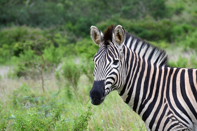 Half Day Safari Tour from Durban - Animal spotting tips that actually help