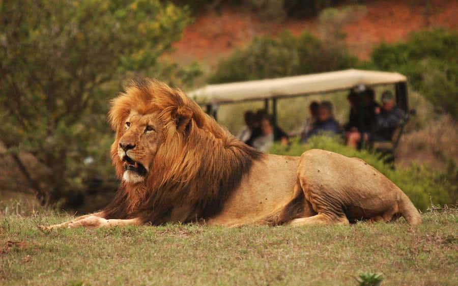Half-Day Schotia Game Reserve (Open 4x4 Vehicle) - Pickup and transfers from Port Elizabeth, the part that makes or breaks it
