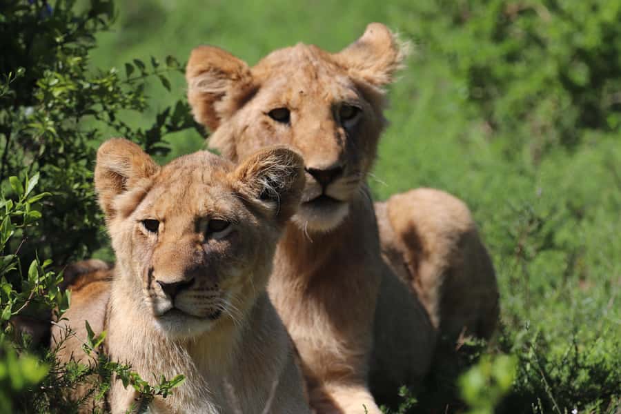 Half-Day Schotia Game Reserve (Open 4x4 Vehicle) - Big Five odds: what you target, and what can change