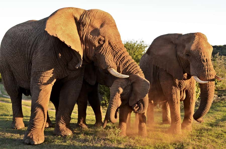 Half-Day Schotia Game Reserve (Open 4x4 Vehicle) - What you pay, and what makes it good value