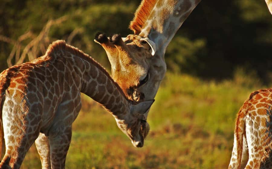 Half-Day Schotia Game Reserve (Open 4x4 Vehicle) - What to bring, and what safari rules to follow