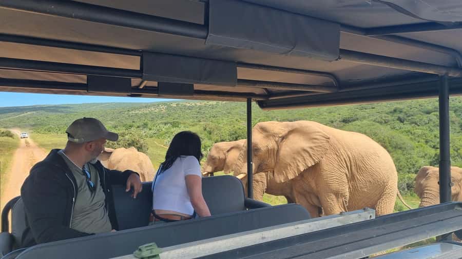 Half-Day Schotia Game Reserve (Open 4x4 Vehicle) - Who this half-day safari fits best