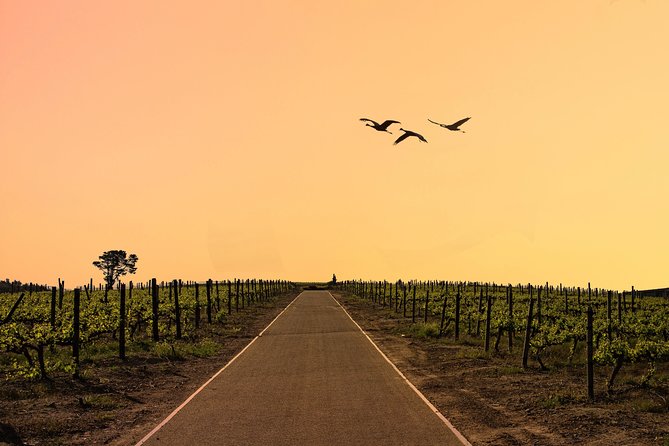 Half-Day Stellenbosch Winelands Tour from Cape Town - Stellenbosch in One Afternoon: What This Half-Day Tour Gets Right