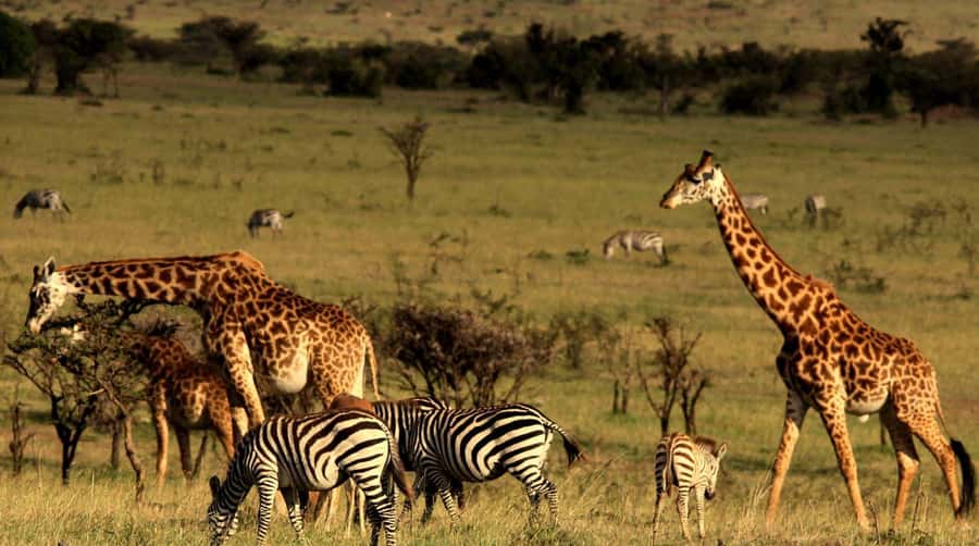 Half Day Tala Game Reserve & Natal Lion Park from Durban - Key things to know before you go