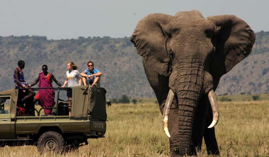 Half Day Tala Game Reserve & Natal Lion Park from Durban - What animals you can realistically aim for at Tala