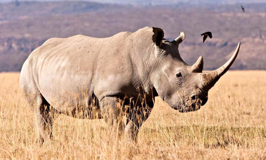 Half Day Tala Game Reserve & Natal Lion Park from Durban - The guide factor: when explanations help and when they don’t