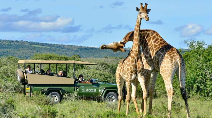 Half Day Tala Game Reserve & Natal Lion Park from Durban - Transport and timing: the part that can make or break your day