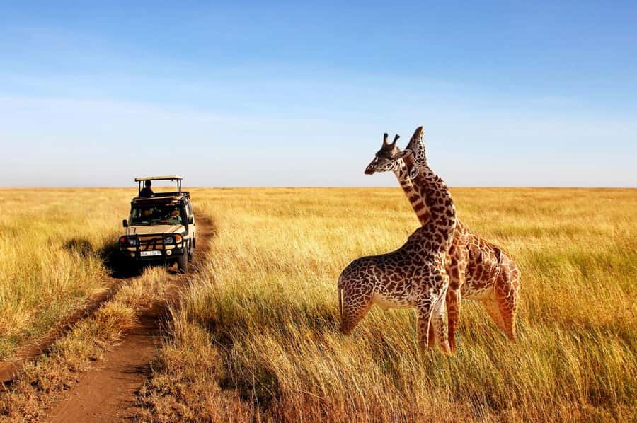 Half Day Tala Game Reserve & Natal Lion Park from Durban - Who should book this tour, and who should skip it
