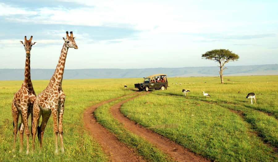 Half Day Tala Game Reserve & Natal Lion Park from Durban - Tala Game Reserve: 3000 hectares, birds, and a 4x4-style search