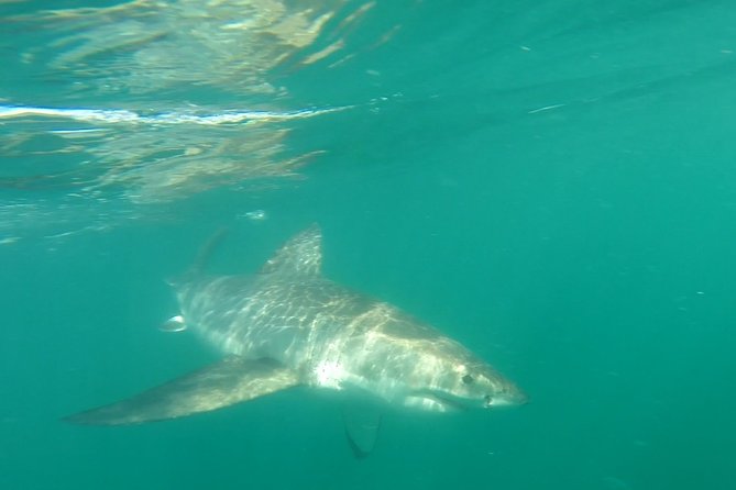 Half-Day White Shark Cage Diving from Gansbaai - What You Eat and When: Breakfast, Lunch, and Onboard Refreshments