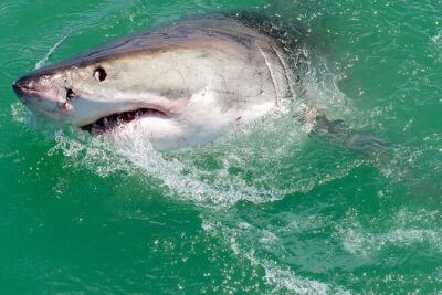 Half-Day White Shark Cage Diving from Gansbaai