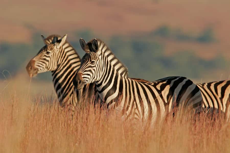 Hartbeespoort: Lion and Safari Park Guided Tour - Key highlights you should know
