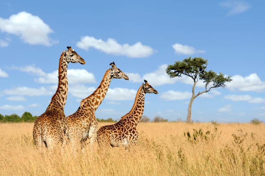Hartbeespoort: Lion and Safari Park Guided Tour - Where this safari fits in: a fast, focused Hartbeespoort outing